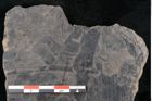Foto (Detailansicht) von Alethopteris whitbyensis (NHMW-GEO-2024-0188-10483)